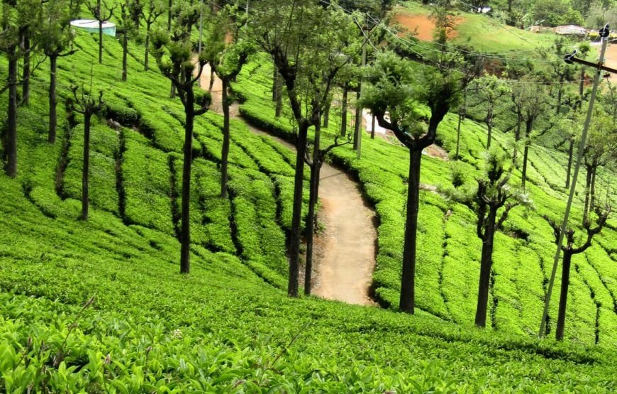 imgi_7_ooty-tea-estate-870x555