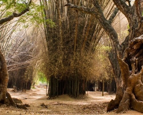 imgi_5_bangalore-tour-packages-cubbon-park